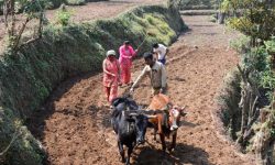 गुल्मीका किसान पैँचो पसलतिर आकर्षित बन्दै