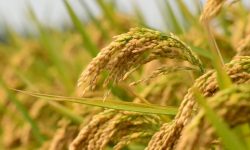 दैलेखमा धान उत्पादनमा कमी आयो