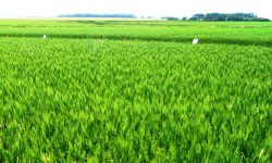 वर्षातले किसान खुशी, बिरामी चिन्तित