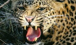 आँबुखैरेनीमा चितुवाको आक्रमणबाट बालकको मृत्यु