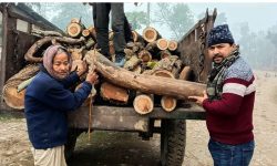 ज्येष्ठ नागरिकलाई दाउरा