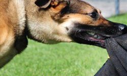 कुकुरले मान्छे टोके समाचार बन्दैन तर गुप्ताङ्गमा टोके ?