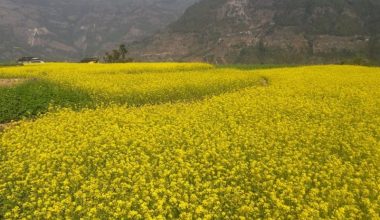 मूल्य बढेपछि किसान तोरीखेतीतर्फ आकर्षित