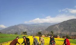 रत्नेचौरको तोरीखेती