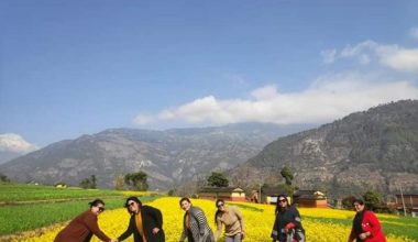 रत्नेचौरको तोरीखेती