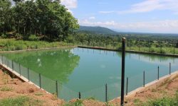 कैलालीमा डल्फिन गणना सुरु