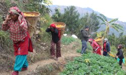 सुन्तला टिपेर ल्याउँदै