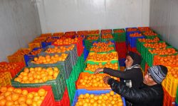 चिस्यान केन्द्रमा राखिएका सुन्तला