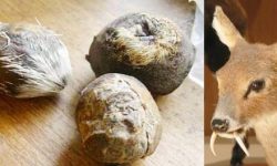 बिना बेच्नका लागि अब कस्तुरी पाल्न पाइने