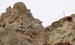 पहाडमा भेटिएको नाउर