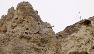 पहाडमा भेटिएको नाउर