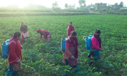 आलु बालीमा विषादी