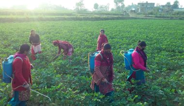 आलु बालीमा विषादी