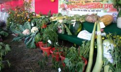 कृषि महोत्सव ( फाेटाे )