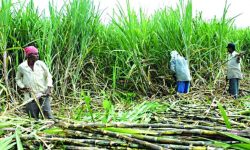 उखु किसानले पाउने सम्पूर्ण बक्यौता माघ पहिलो साताभित्र उठाइन्छः मन्त्री भट्ट