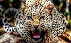 मानव–वन्यजन्तुबीचको द्वन्द्व भयावह बन्दै