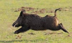 बँदेलको आक्रमणबाट मृत्यु भएका परिवारलाई क्षतिपूर्ति