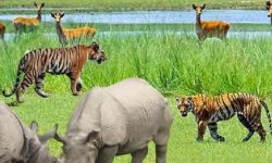 हिमपात भएपछि वन्यजन्तुको चोरी शिकार बढ्याे