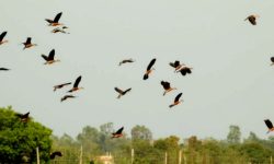 कोशी टप्पुमा चरा गणना शुरु