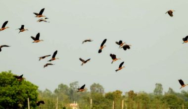 कोशी टप्पुमा चरा गणना शुरु