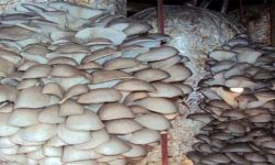 विदेशमा होइन रुपैयाँ यहाँ छ !