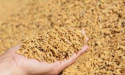 किसान र व्यापारी छुट्याउन नसक्दा धान खरिदमा समस्या