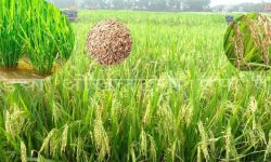 यस वर्ष १ प्रतिशतले धान उत्पादनमा कमी आयो