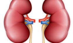 यस्ता लक्षण देखिएमा हुन सक्छ समस्या, मिर्गौला तुरुन्तै जचाउनुहोस्