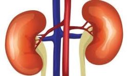 मिर्गौलाको पत्थरी छ ? हटाउन यस्ता घरेलु उपायहरु अपनाउनुहोस्