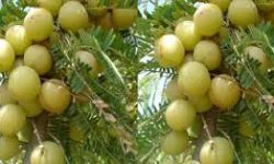 अमलाको सेवनले यस्ता फाइदा गर्छ