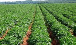 हिउँदे वर्षातले तरकारीमा क्षति