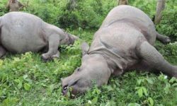 एकै दिन दुई गैँडा मरे