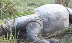 निकुञ्जको मध्यवर्ती क्षेत्रमा मृत गैंडा भेटियो