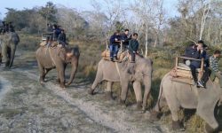 हात्ती थपिँदै निकुञ्ज