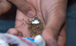 गौरीगञ्जबाट ७० किलो सुर्ती बरामद