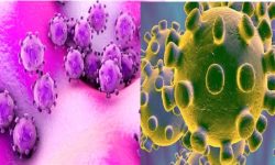 चीनमा कोरोना भाइरसबाट मृत्यु हुनेको संख्या ४१ पुग्यो