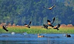 भ्रमण वर्ष लक्षित गरी कोशी पर्यटन महोत्सव