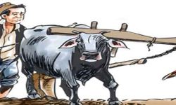 ३८ प्रतिशत मुक्त हलियाको अझै पुनःस्थापन हुन सकेन