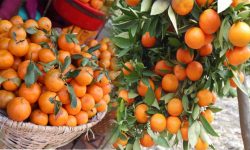 सुन्तला, आलु र दूध बेचेर आम्दानी बढाइदैँ किसान