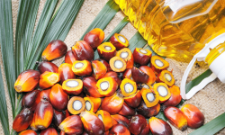 भारतीय भन्सारले रोक्यो नेपालको प्रशोधित पाम आयल