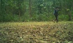 बन्दुक, भाला, खुकुरी लिएर दिनहुँ जङ्गल जान थाले शिकारी