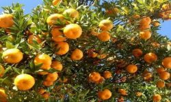 सत्तरी लाखको सुन्तला उत्पादन