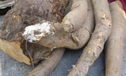 फस्टायो तरुल व्यापार