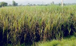 पाँच वर्षमा कञ्चनपुरका उखु किसानले एक अर्ब २८ करोड अनुदान पाए