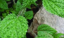 सिस्नुको परिकारमा रमाउँदै पर्यटक