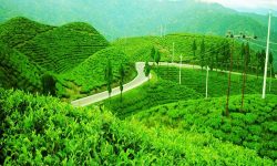 इलाममा विश्वमै दुर्लभ हुन लागेको चियाको जात संरक्षण गर्न माग