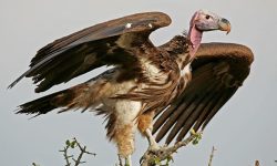 गिद्धमा ट्रान्समिटर जडान गरी अध्ययन