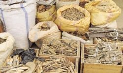 तीनवर्षदेखि रोकिएको जडीबुटी सङ्कलन खुला