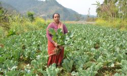 रोग लागेपछि नष्ट गर्न लागिएको काउली देखाउँदै