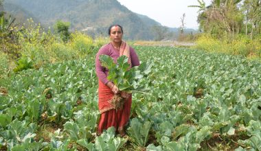 रोग लागेपछि नष्ट गर्न लागिएको काउली देखाउँदै